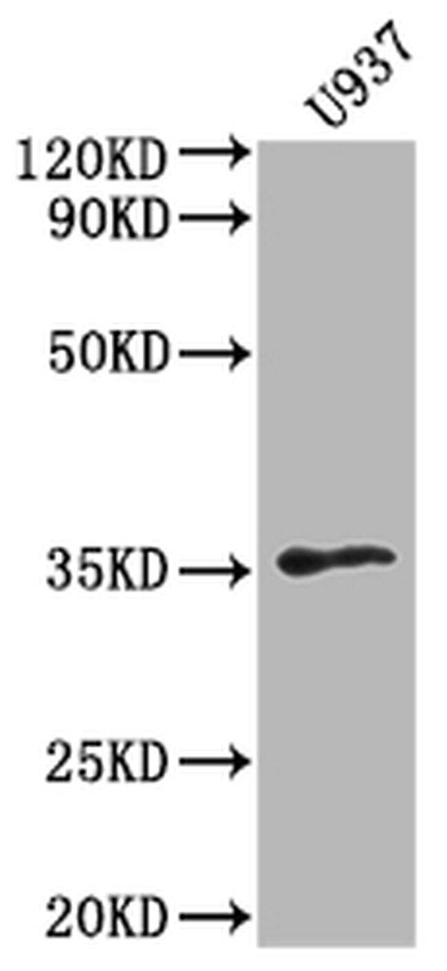 OR1K1 Antibody in Western Blot (WB)