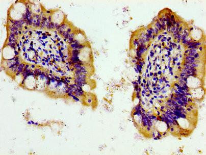 Pannexin 1 Antibody in Immunohistochemistry (Paraffin) (IHC (P))