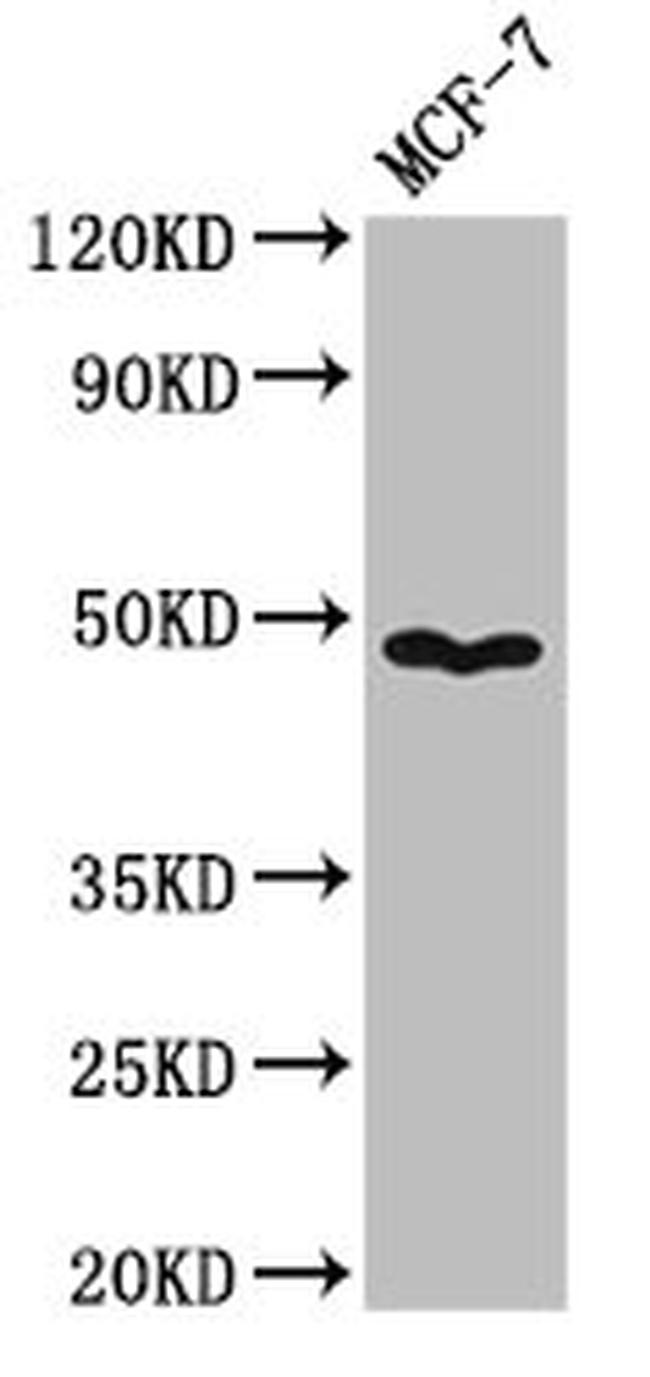 Pannexin 1 Antibody in Western Blot (WB)