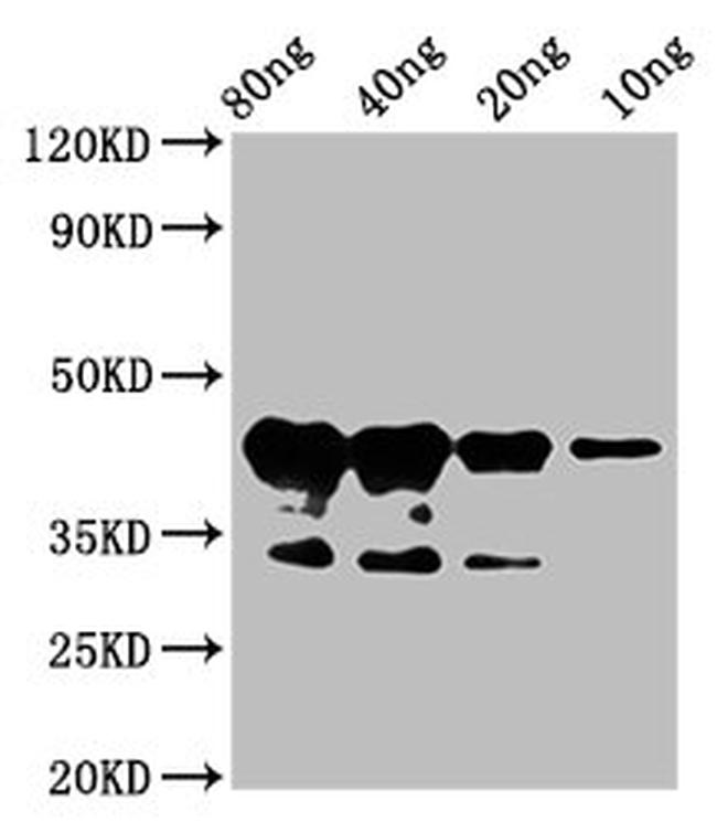 Arabidopsis thaliana MYB75 Antibody in Western Blot (WB)