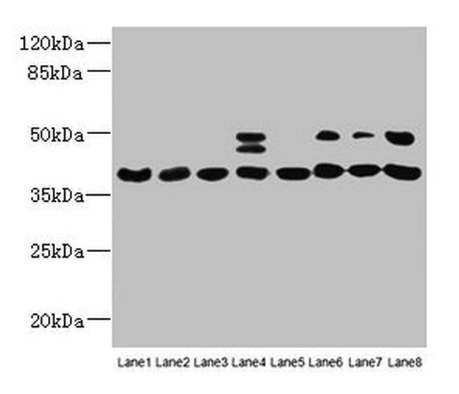 HIF1AN Antibody in Western Blot (WB)