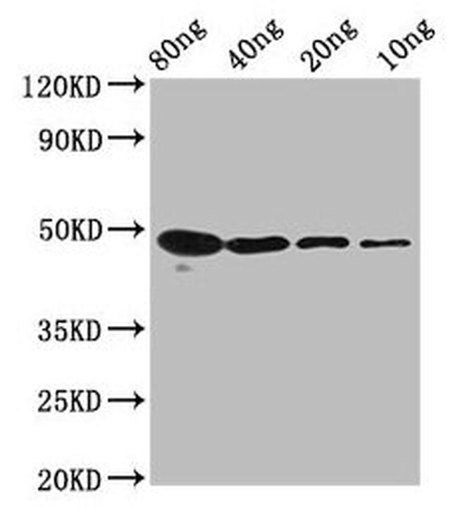 n-Myc Antibody in Western Blot (WB)