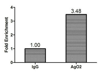 AGO2 Antibody in ChIP Assay (ChIP)