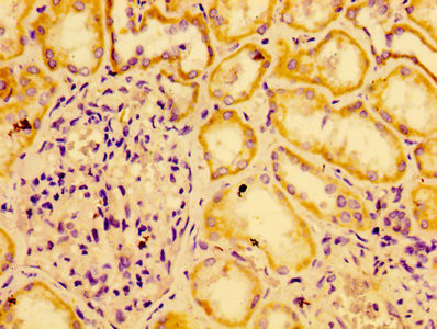 AGO2 Antibody in Immunohistochemistry (Paraffin) (IHC (P))