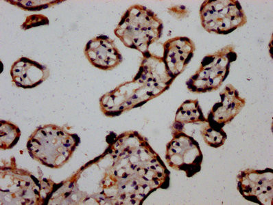 AGO2 Antibody in Immunohistochemistry (Paraffin) (IHC (P))