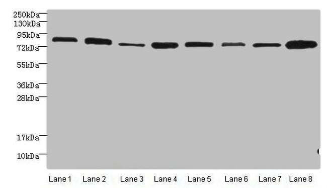 AGO2 Antibody in Western Blot (WB)