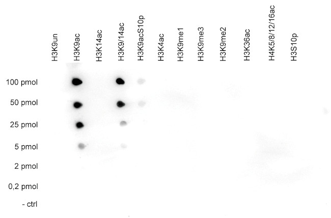 H3K9ac Antibody in Dot Blot (DB)