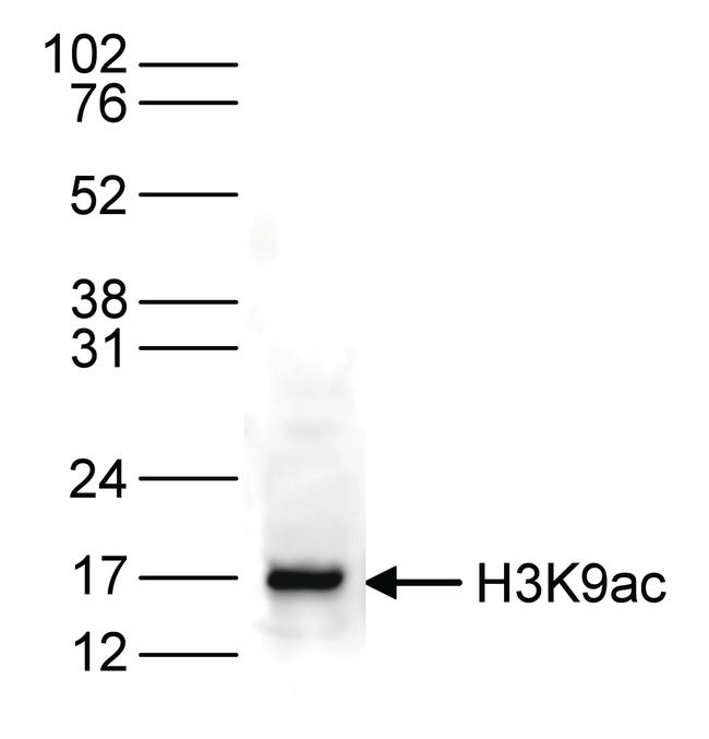 H3K9ac Antibody in Western Blot (WB)