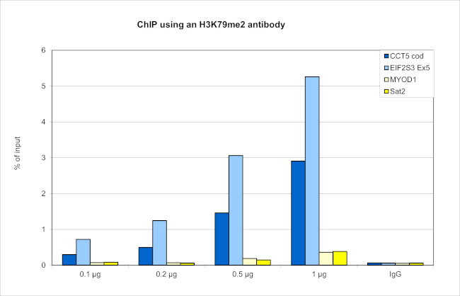 H3K79me2 Antibody in ChIP Assay (ChIP)