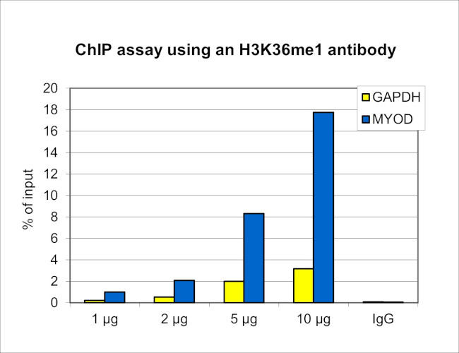 H3K36me1 Antibody in ChIP Assay (ChIP)