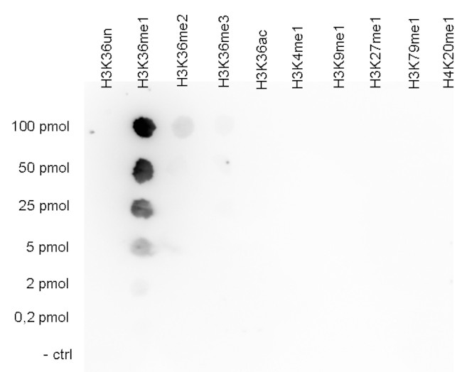 H3K36me1 Antibody in Dot Blot (DB)