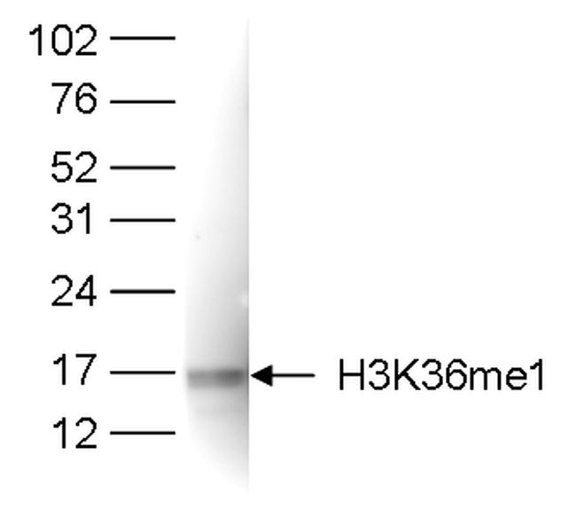 H3K36me1 Antibody in Western Blot (WB)