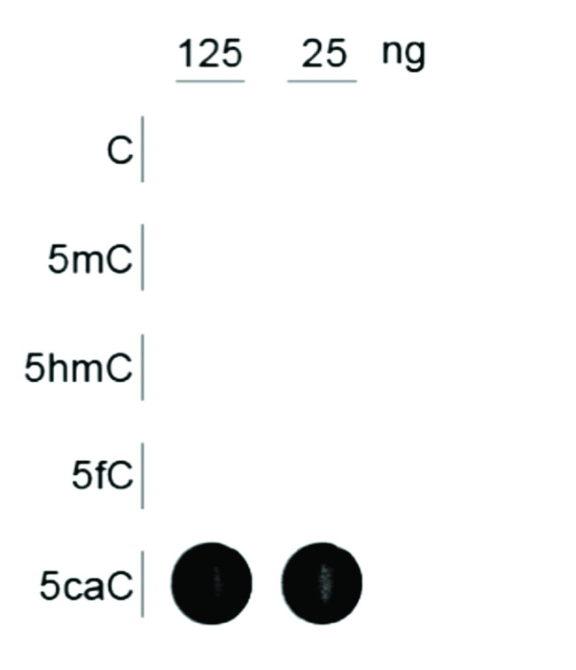 5-Carboxylcytosine Antibody in Dot Blot (DB)
