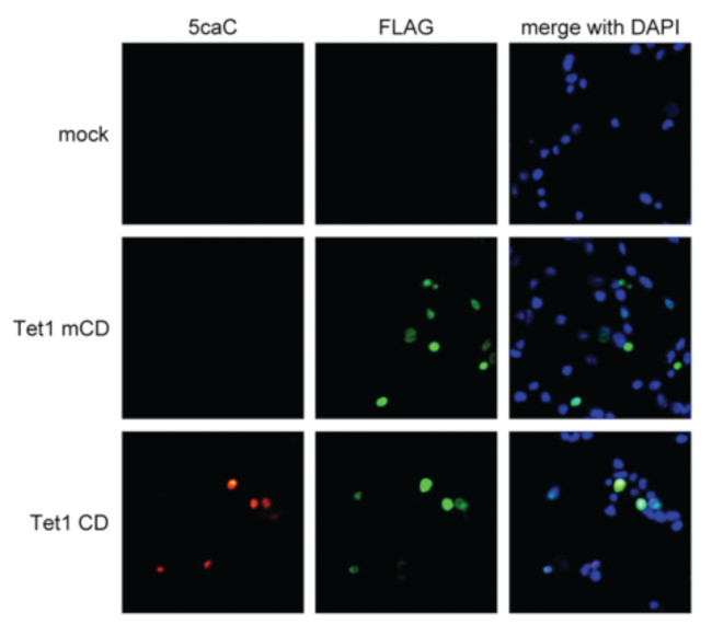 5-Carboxylcytosine Antibody in Immunocytochemistry (ICC/IF)