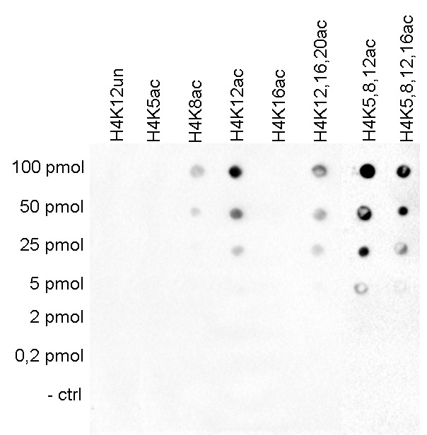 H4K12ac Antibody in Dot Blot (DB)