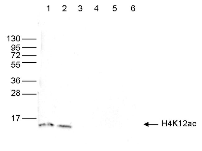 H4K12ac Antibody in Western Blot (WB)