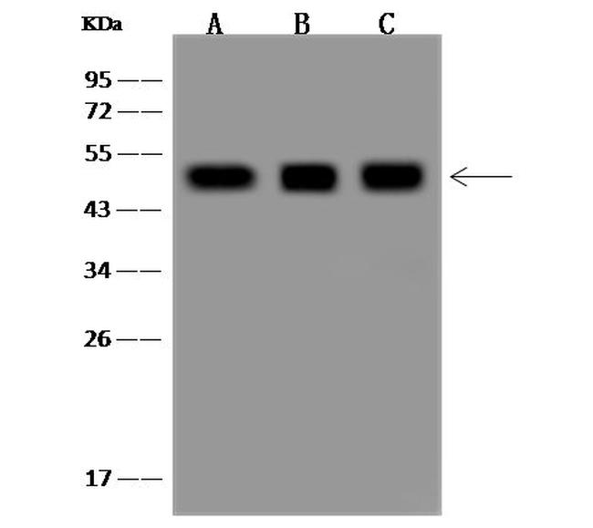 AARSD1 Antibody in Western Blot (WB)