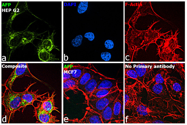 AFP Antibody in Immunocytochemistry (ICC/IF)