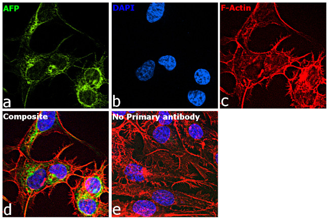 AFP Antibody in Immunocytochemistry (ICC/IF)