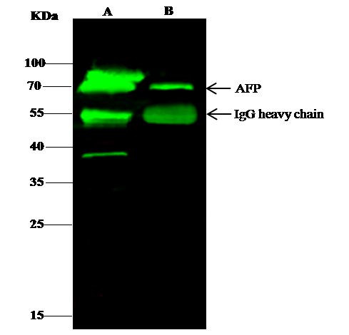 AFP Antibody in Immunoprecipitation (IP)