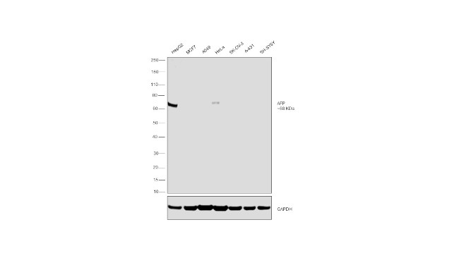 AFP Antibody in Western Blot (WB)