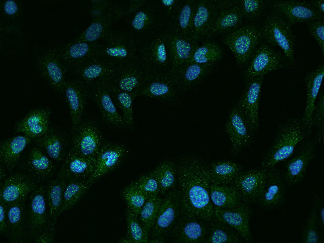 AGTPBP1 Antibody in Immunocytochemistry (ICC/IF)