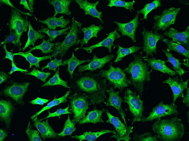 EMAP II Antibody in Immunocytochemistry (ICC/IF)