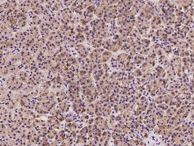 EMAP II Antibody in Immunohistochemistry (Paraffin) (IHC (P))