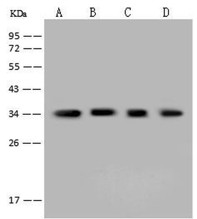 AKR1B1 Antibody in Western Blot (WB)