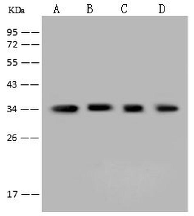 AKR1B1 Antibody in Western Blot (WB)