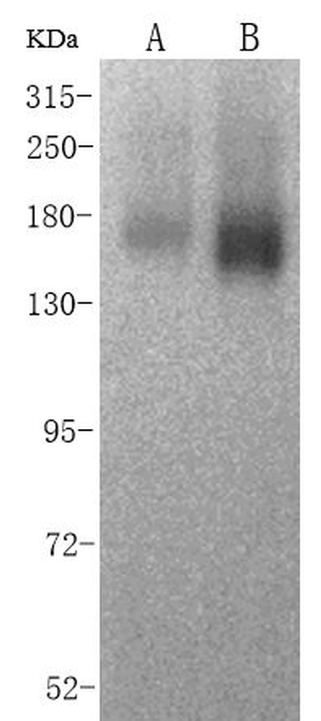 CD13 Antibody in Western Blot (WB)