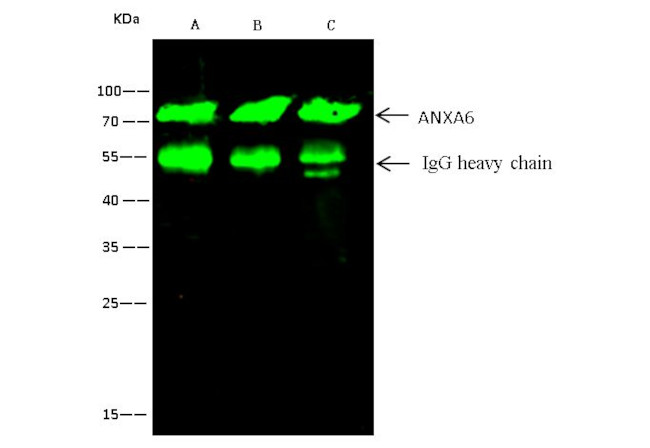 Annexin A6 Antibody in Immunoprecipitation (IP)