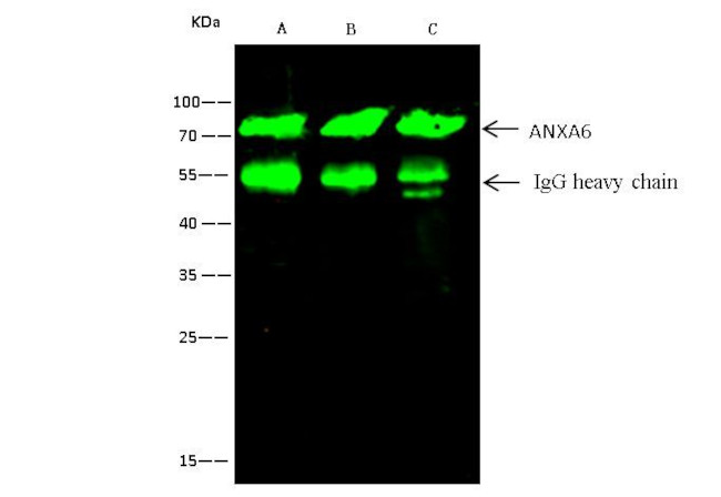 Annexin A6 Antibody in Immunoprecipitation (IP)