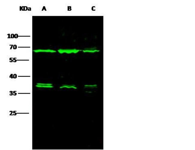 Annexin A6 Antibody in Western Blot (WB)