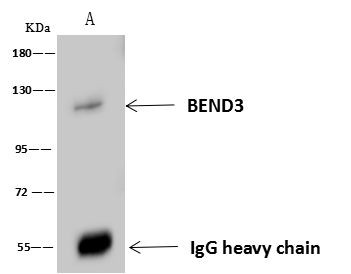 BEND3 Antibody in Immunoprecipitation (IP)