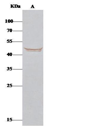 BLMH Antibody in Immunoprecipitation (IP)