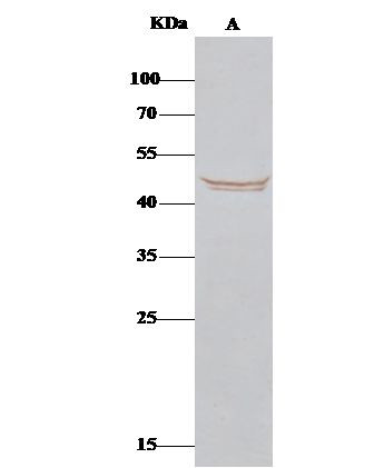 BLMH Antibody in Immunoprecipitation (IP)