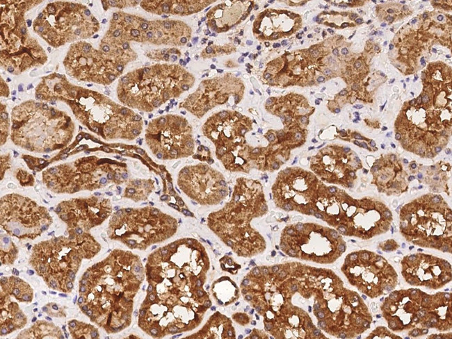 Pallidin Antibody in Immunohistochemistry (Paraffin) (IHC (P))