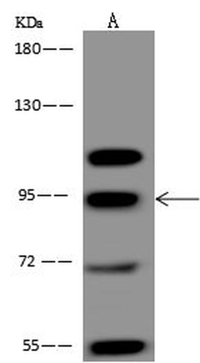 BRD3 Antibody in Western Blot (WB)