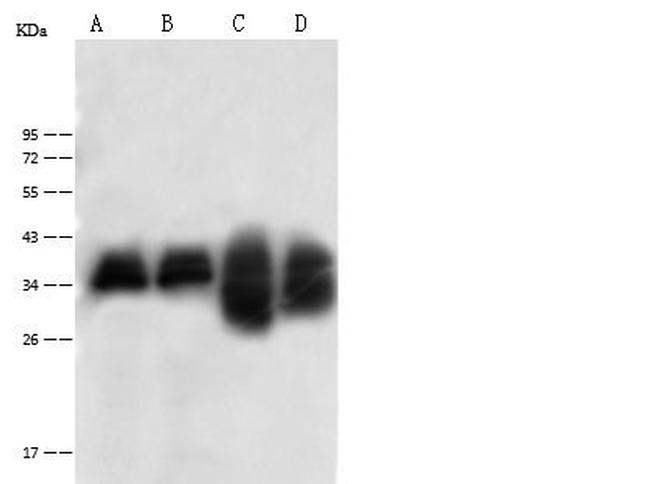 C1QBP Antibody in Western Blot (WB)