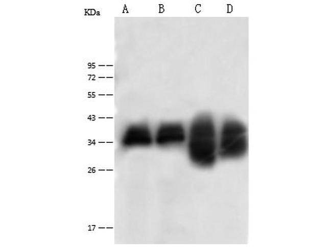 C1QBP Antibody in Western Blot (WB)