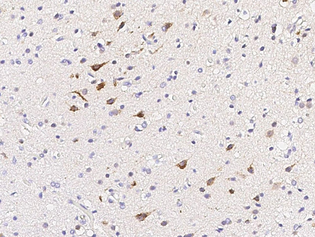 Calbindin Antibody in Immunohistochemistry (Paraffin) (IHC (P))