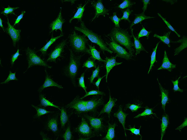 Caspase 7 Antibody in Immunocytochemistry (ICC/IF)