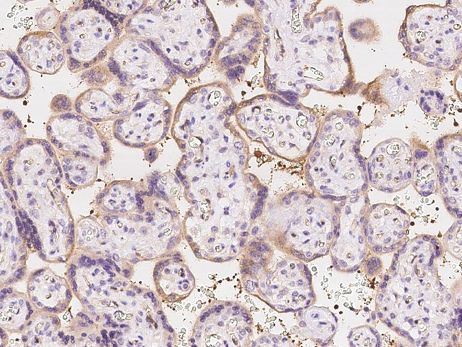 Caspase 7 Antibody in Immunohistochemistry (Paraffin) (IHC (P))