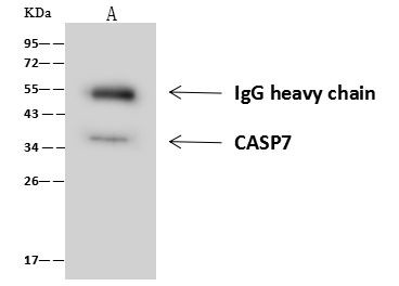 Caspase 7 Antibody in Immunoprecipitation (IP)