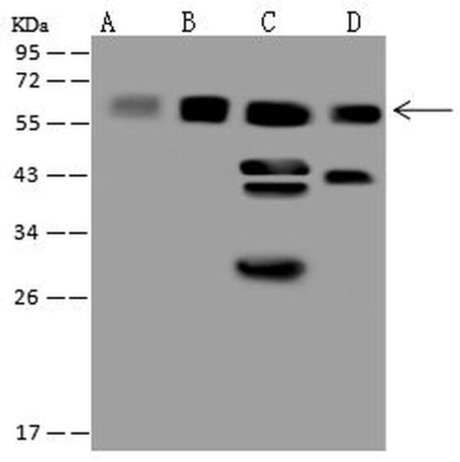 CCT3 Antibody in Western Blot (WB)