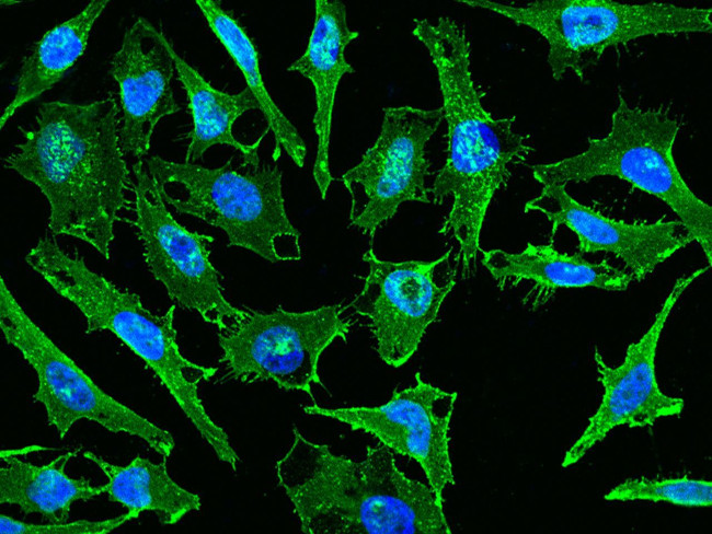 CD44 Antibody in Immunocytochemistry (ICC/IF)