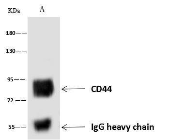 CD44 Antibody in Immunoprecipitation (IP)