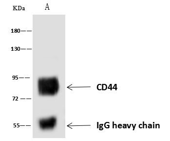 CD44 Antibody in Immunoprecipitation (IP)