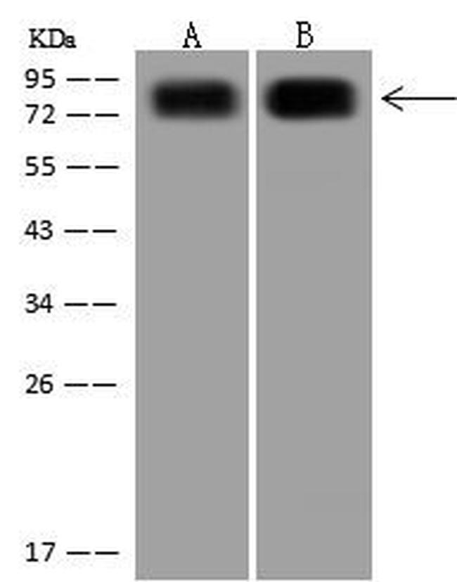 CD44 Antibody in Western Blot (WB)